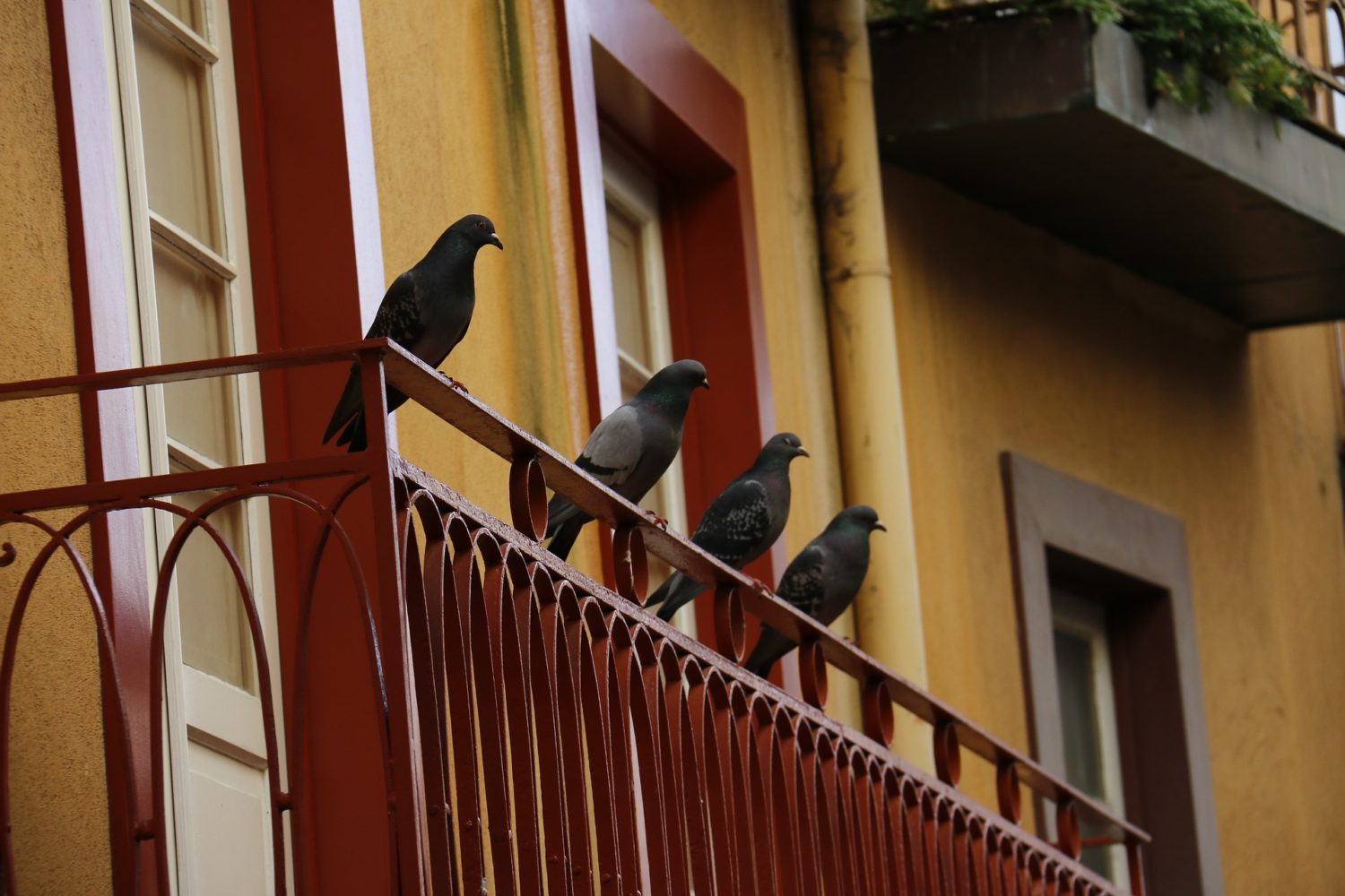 Blog